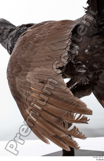 Western capercaillie back wings 0008.jpg